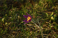 25.04.2013 18:56:34
Kuhschellen
Garchinger Umland
Garching
Galerie