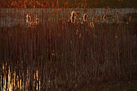 25.04.2013 20:00:58
Kuhschellen
Garchinger Umland
Garching
Galerie