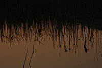 25.04.2013 20:05:50
Kuhschellen
Garchinger Umland
Garching
Galerie