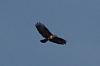 Vögel
Langwied
Garchinger Umland
Garching