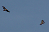 Vögel
Langwied
Garchinger Umland
Garching