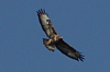 Vögel
Langwied
Garchinger Umland
Garching