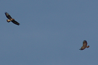 Vögel
Langwied
Garchinger Umland
Garching